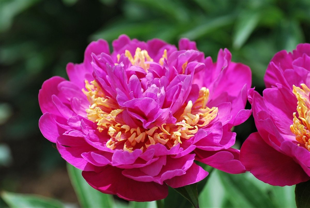 Пион данс дю фё Paeonia Danse du feu
