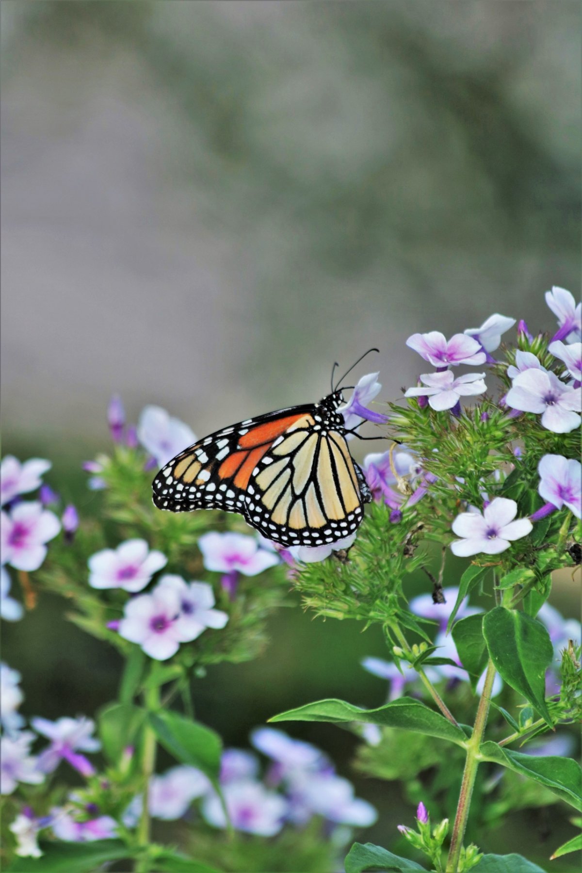 Пион Делавея