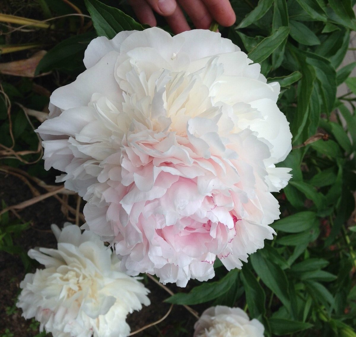 Китайский пион