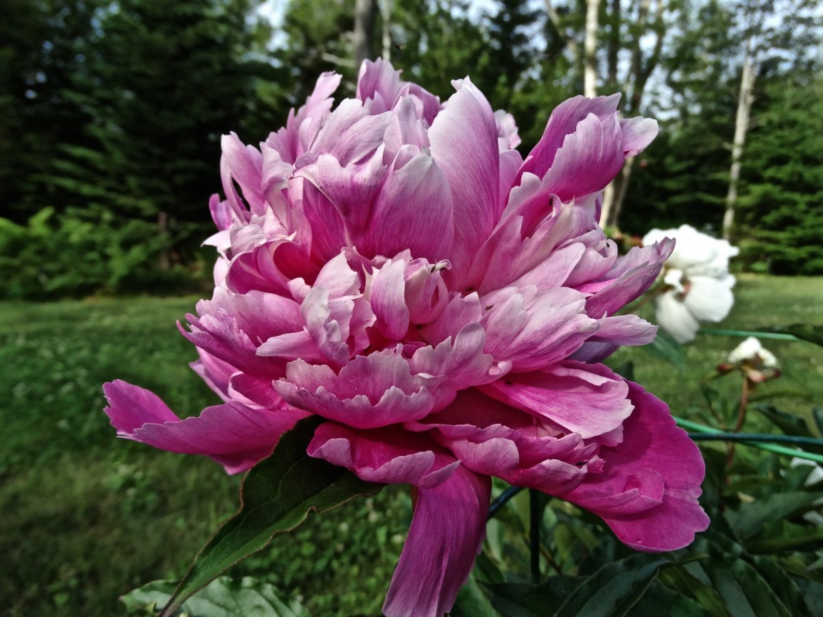 Цветы астры и бабочка