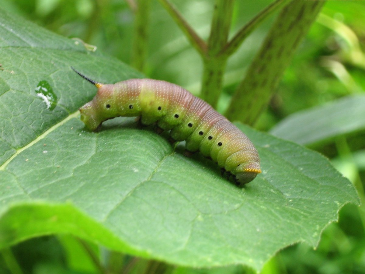 Уссурийский толстотел гусеница