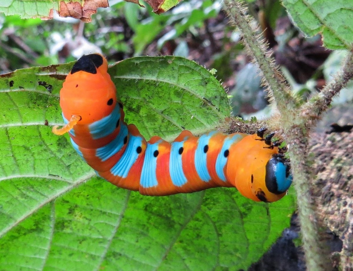 Гусеница Данаида