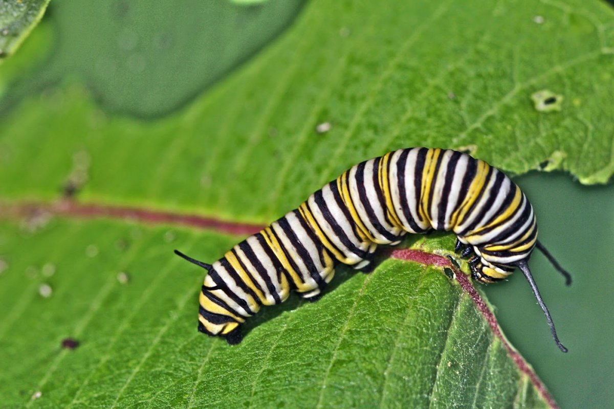 Шипастая гусеница