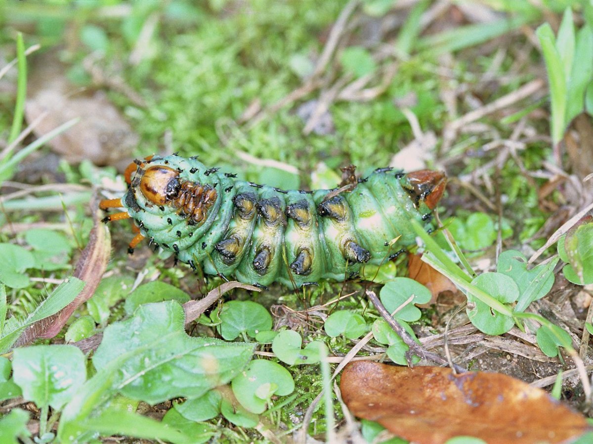 Гусеница minuscule Caterpillar