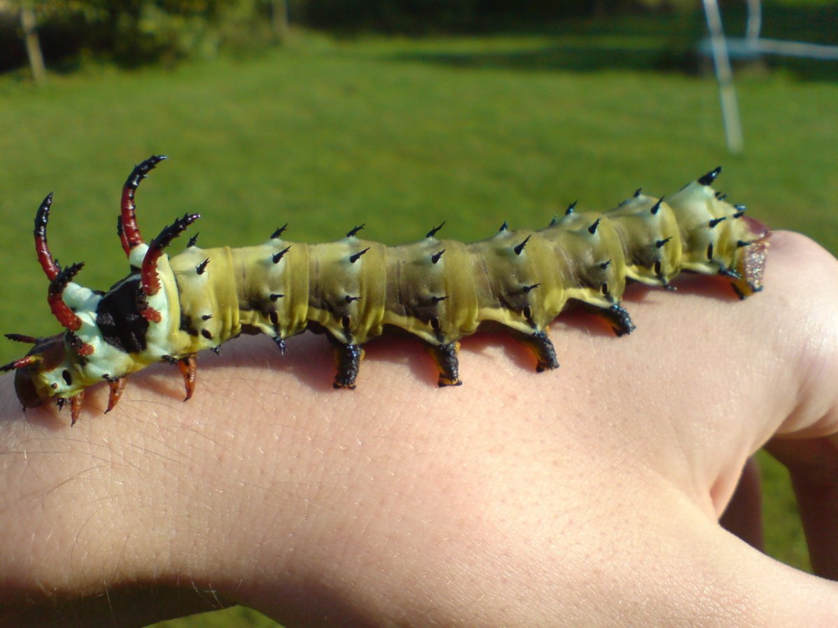 Гусеница Лесной моли