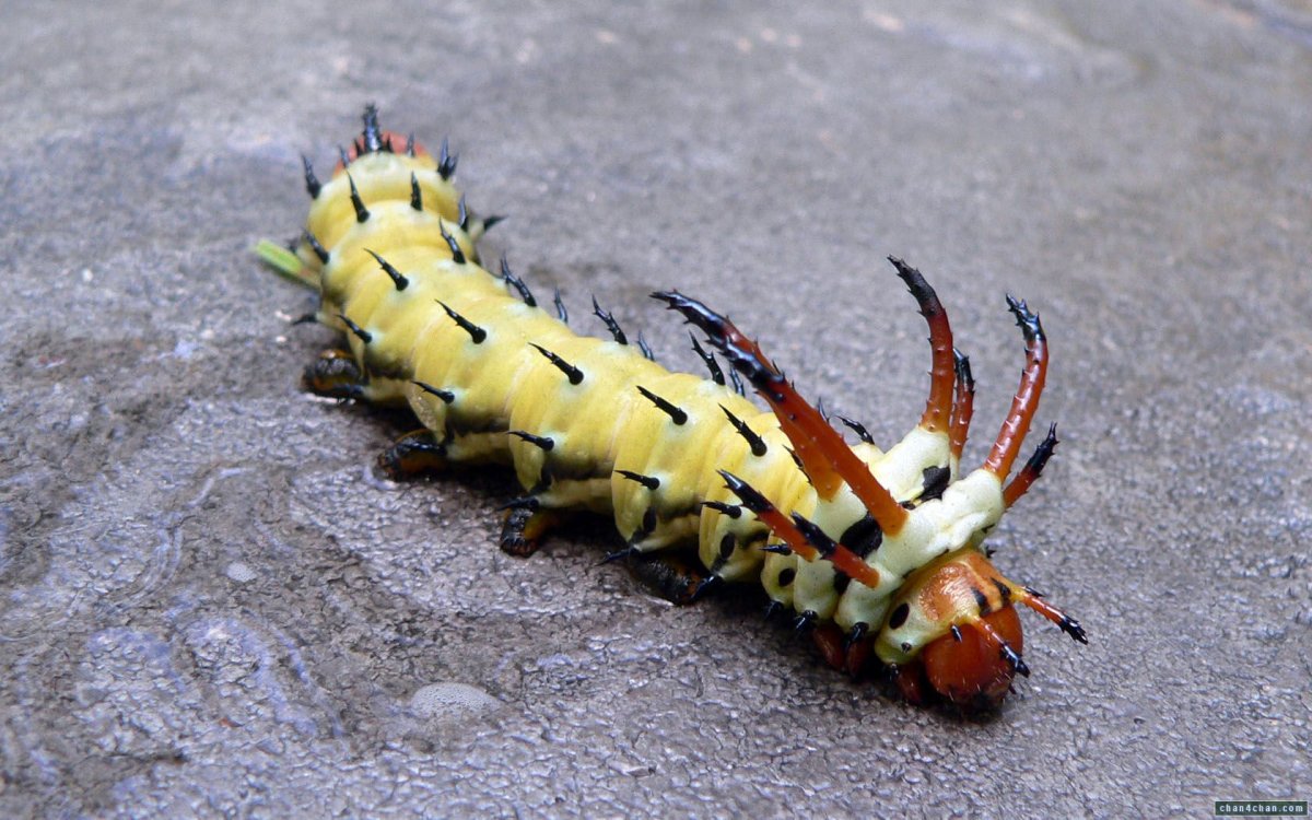 Гусеница Бражник бирючинный