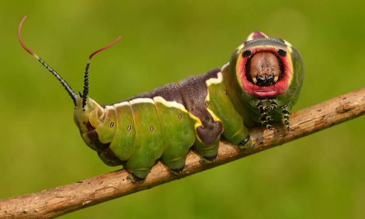 Гигантская гусеница