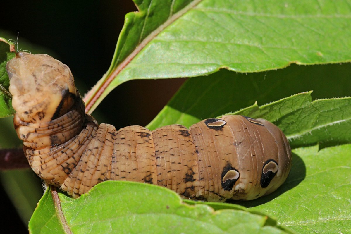Пушистая гусеница ядовитая