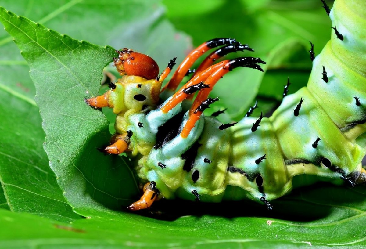Гусеница Грин