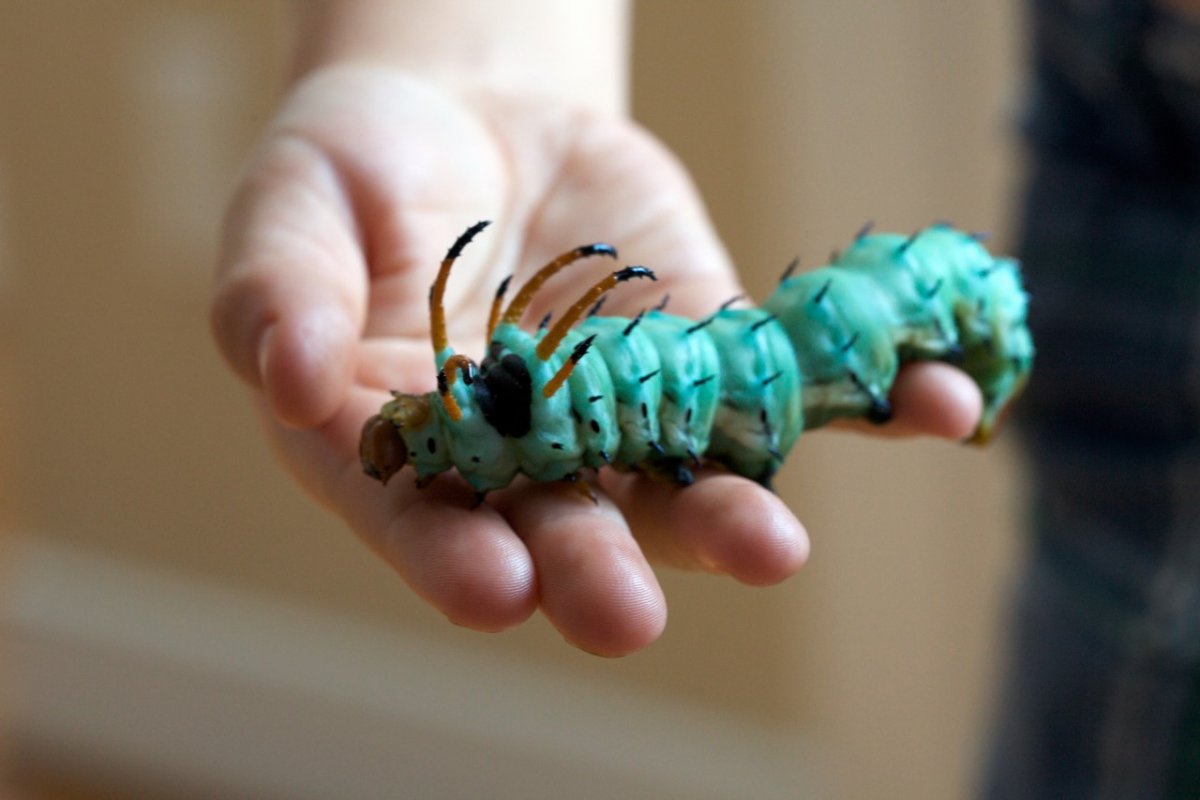 Гусеница с рожками