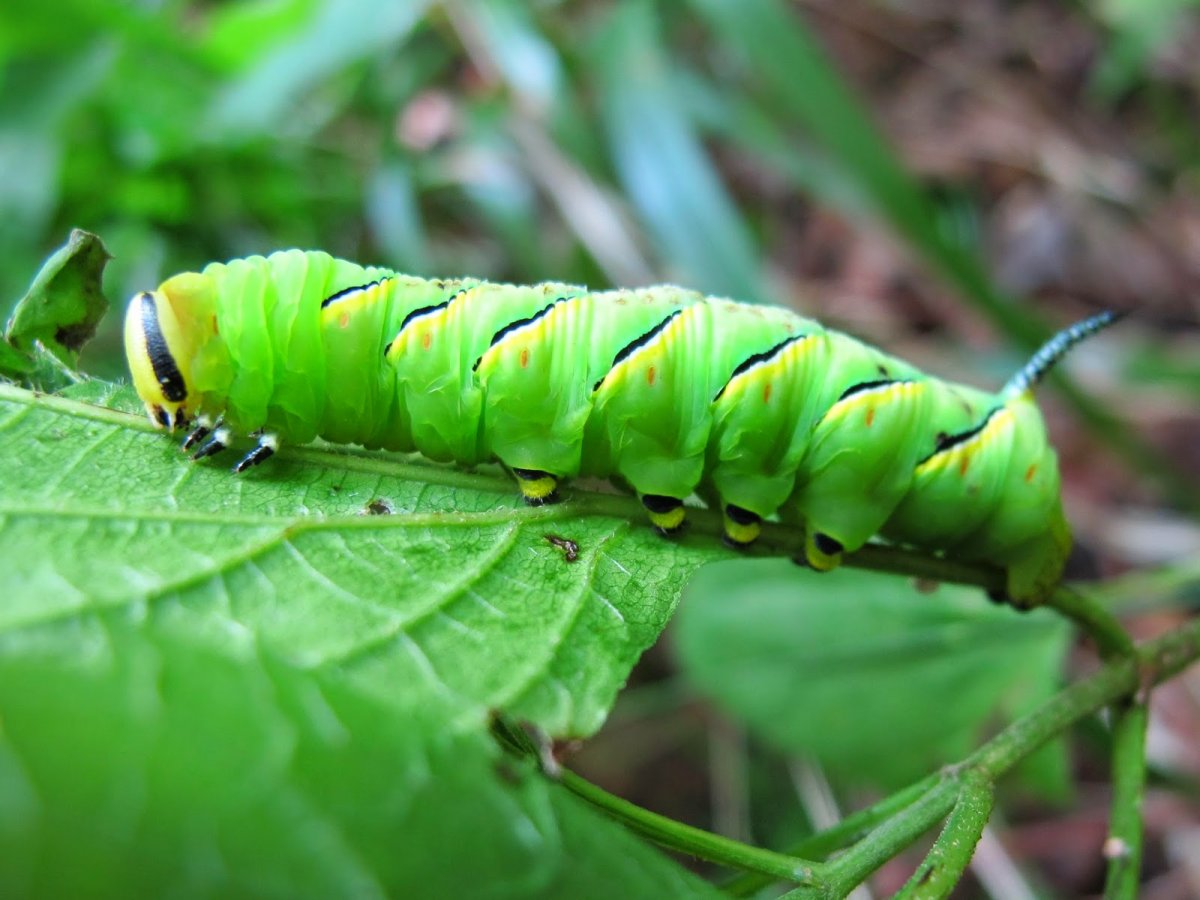 Гусеница Макросъемка
