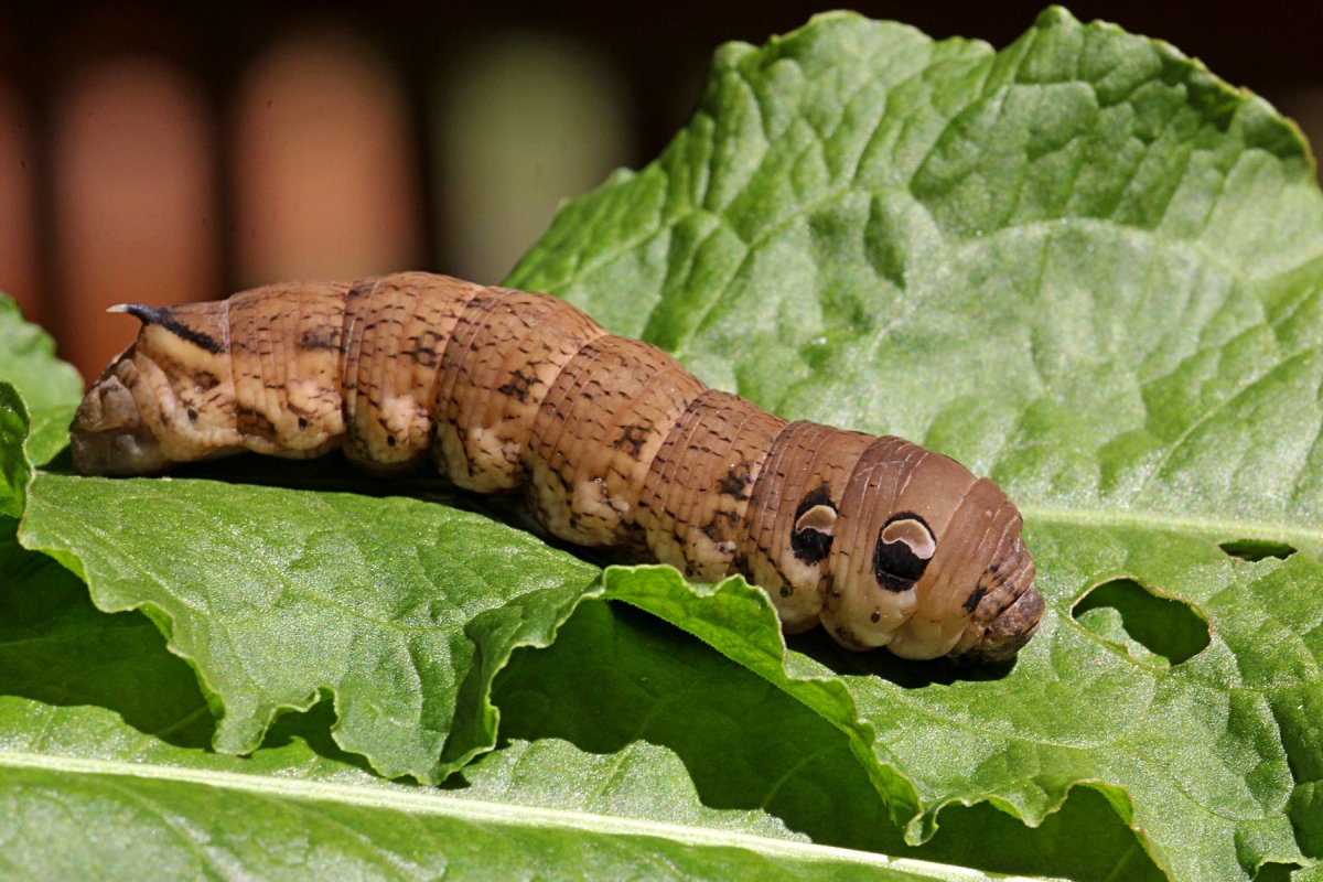 Бражник липовый гусеница