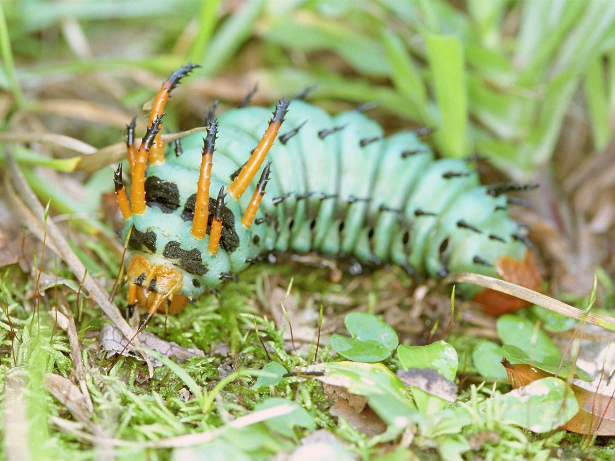 Винный Бражник личинка
