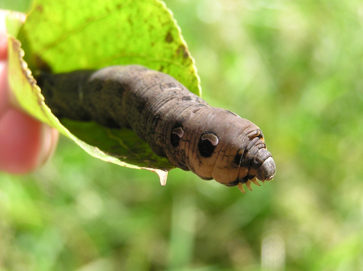Табачный Бражник гусеница
