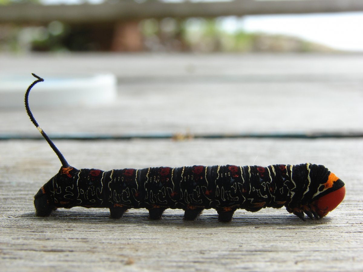 Зелёная гусеница с рогом