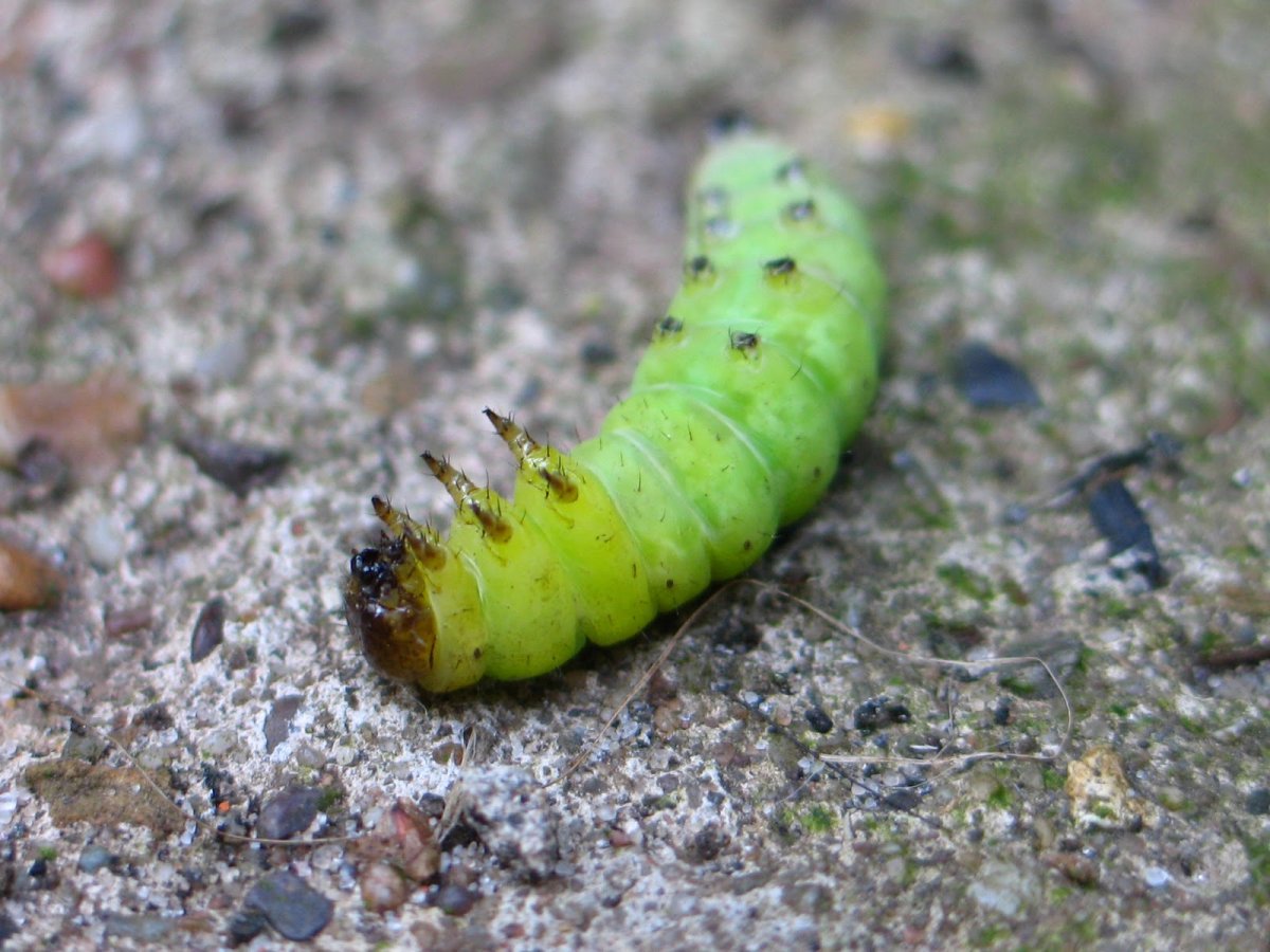 Гусеница змея винный Бражник