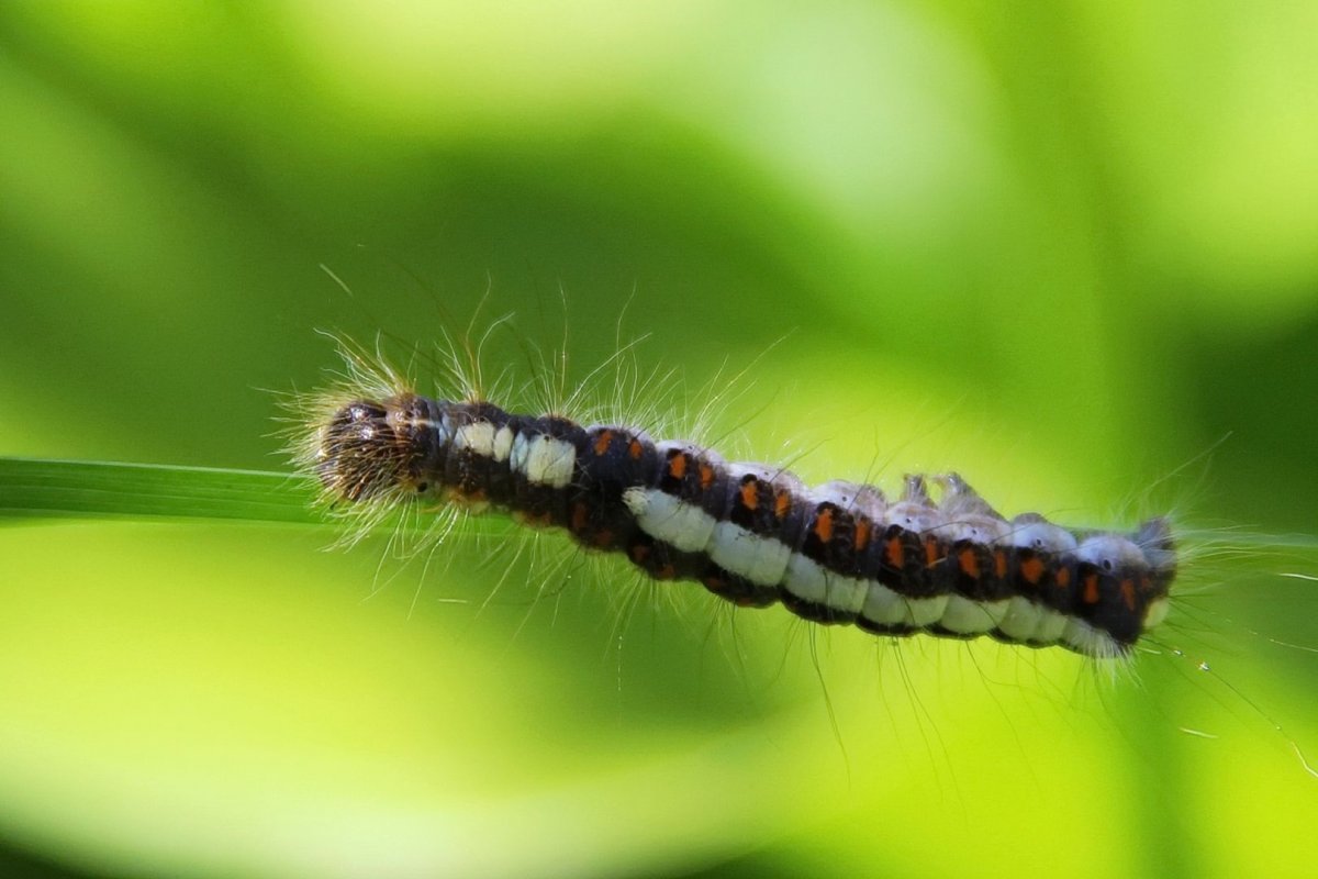 Agrius convolvuli гусеница