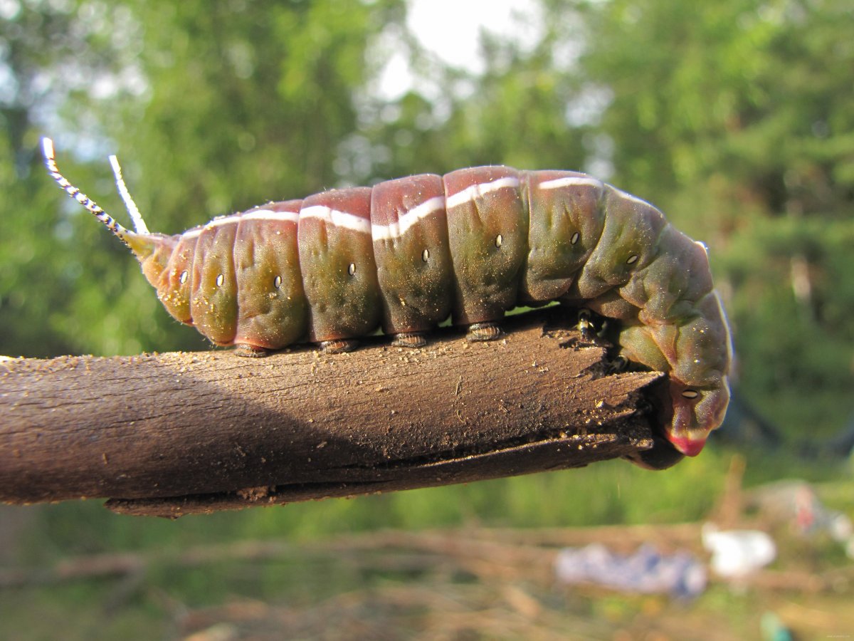 Гусеницы Пермского края
