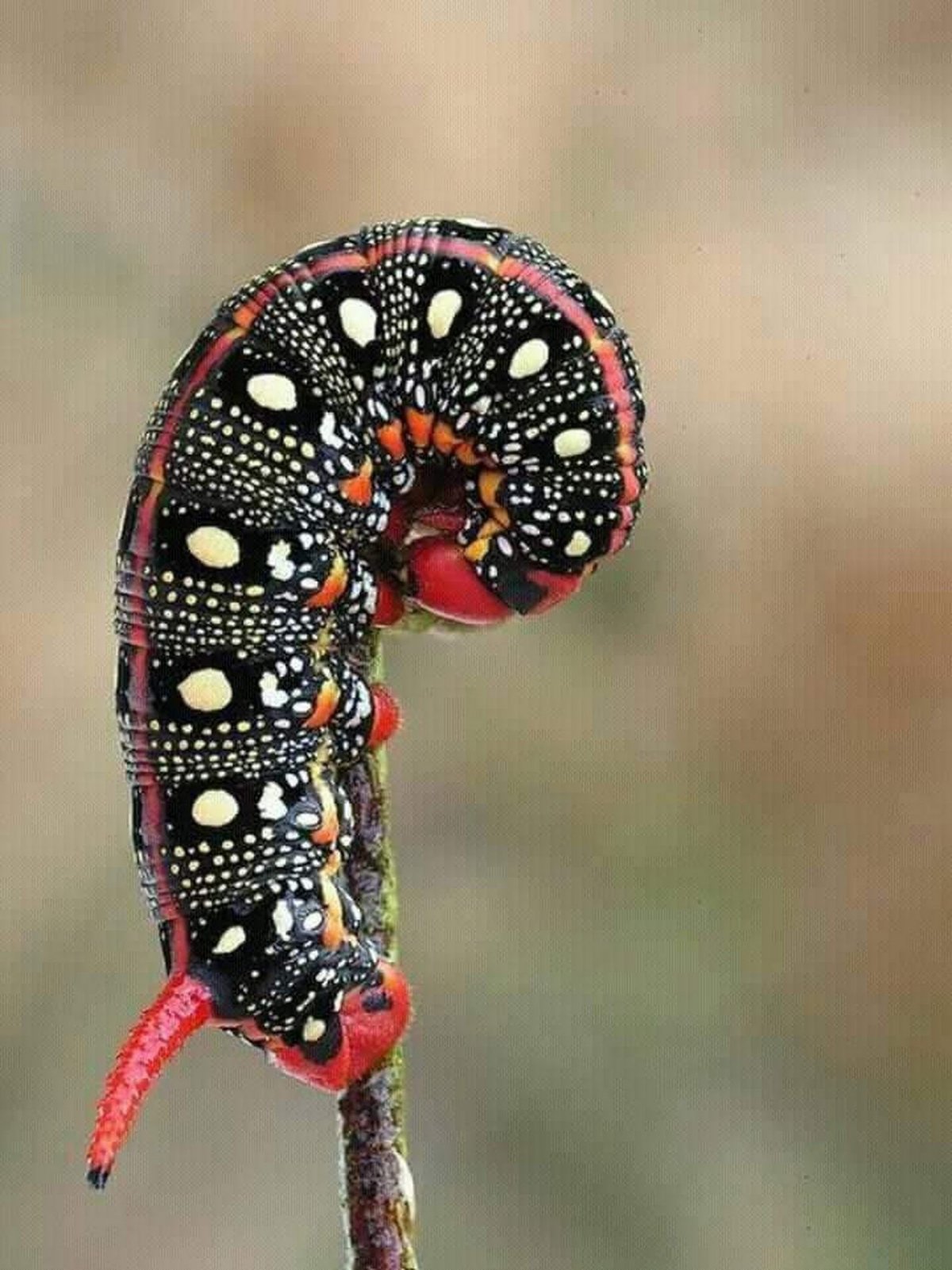 Необычные гусеницы