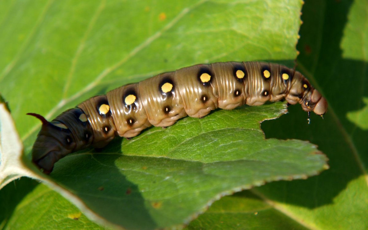 Рогатый дьявол Гикори