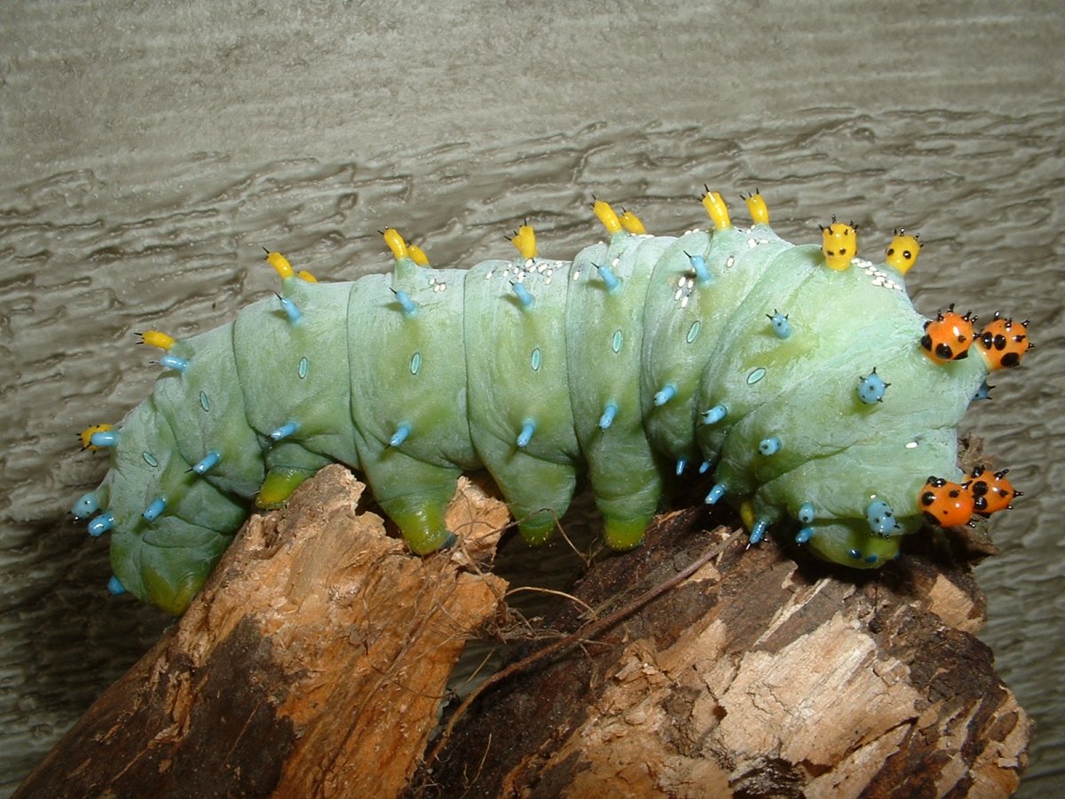 Павлиноглазка Грушевая гусеница