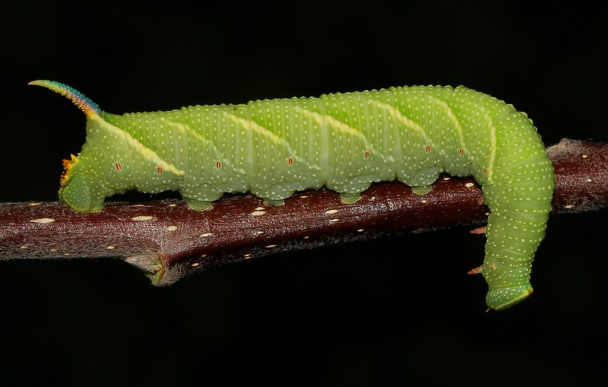 Бражник вьюнковый гусеница