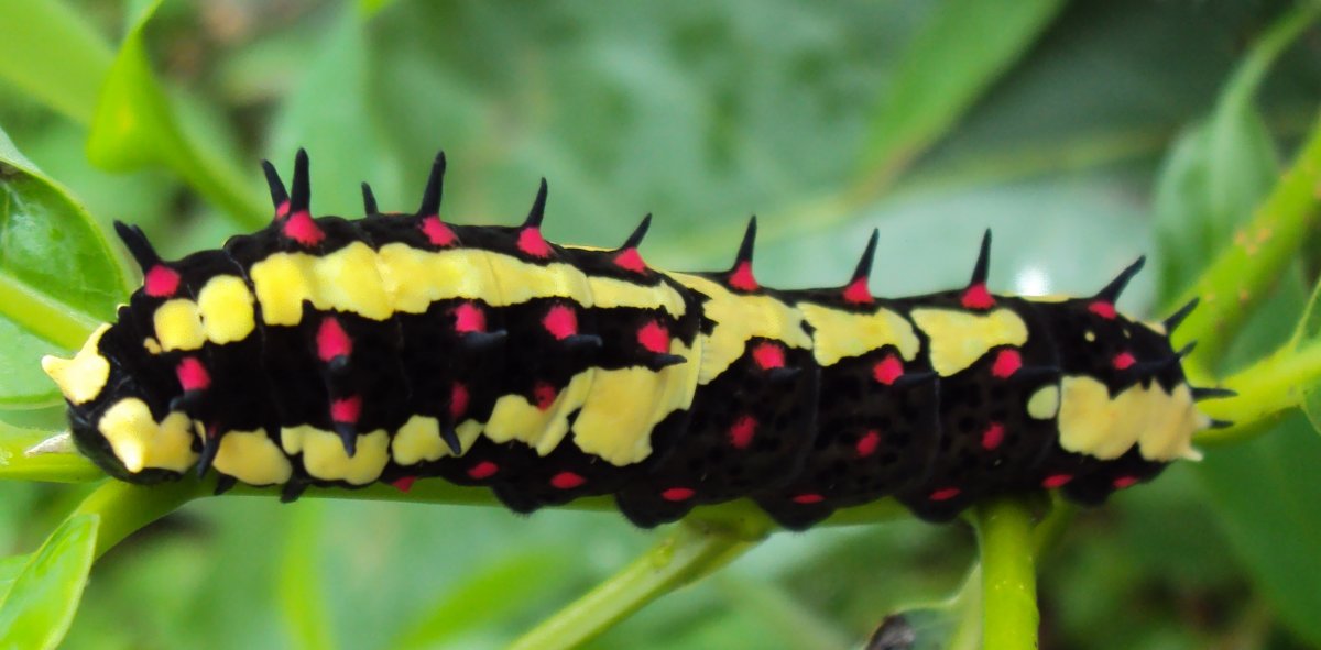 Agrius convolvuli гусеница