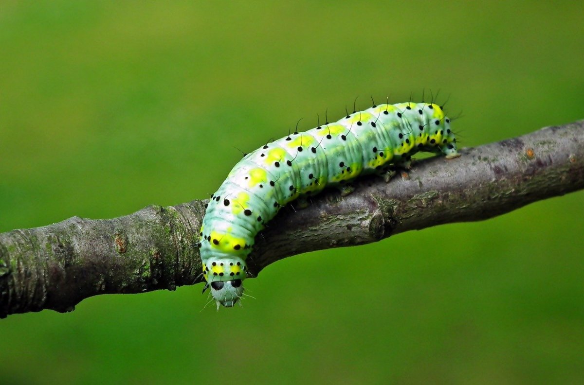 Полосатая гусеница