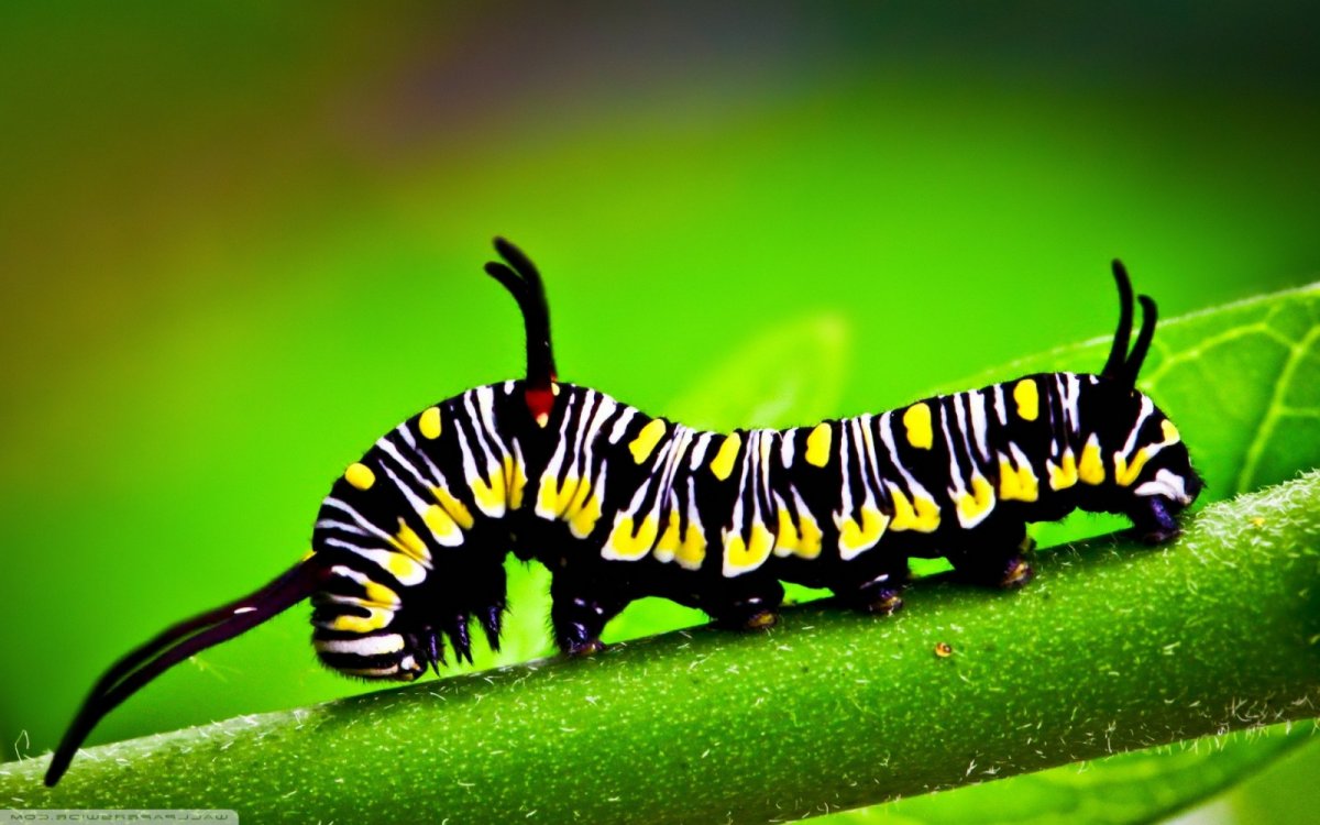 Гусеница бабочки Сатурнии Полифемы