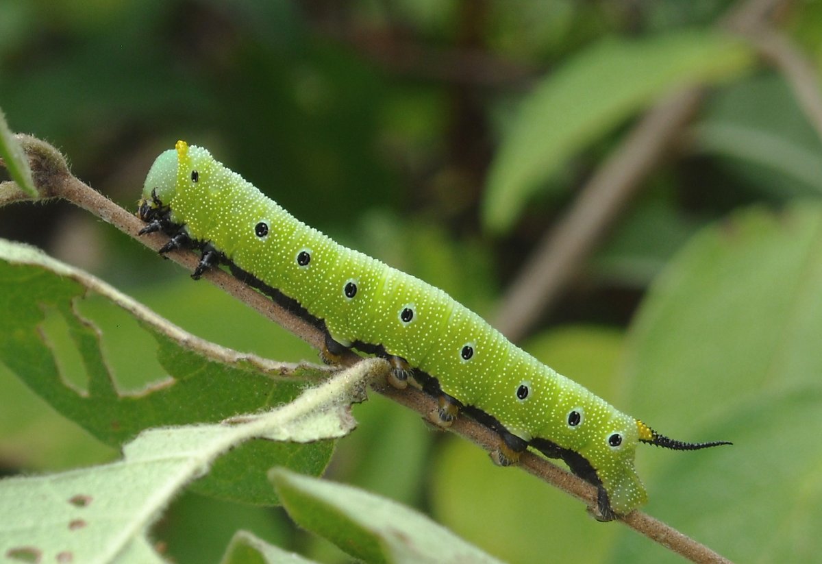 Pipevine Swallowtail Caterpillar