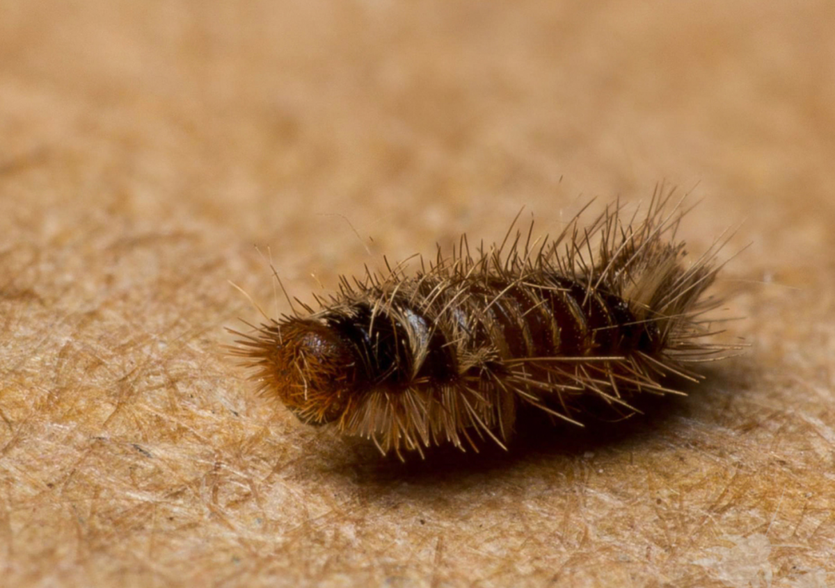 Ковровый кожеед гусеница