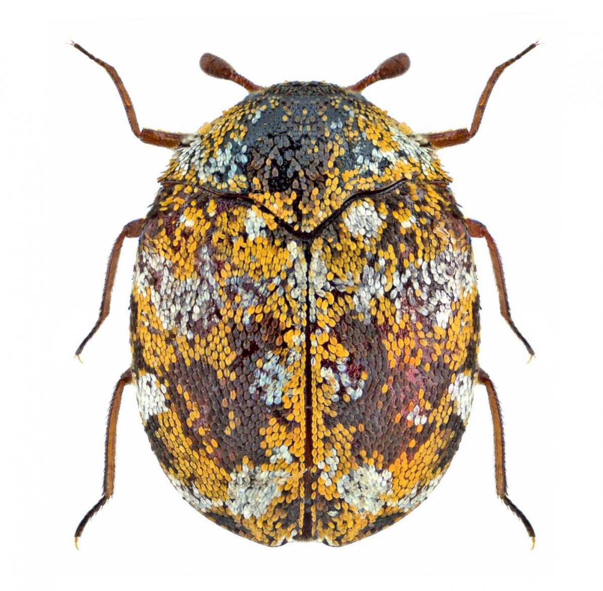 Ковровый Жук кожеед