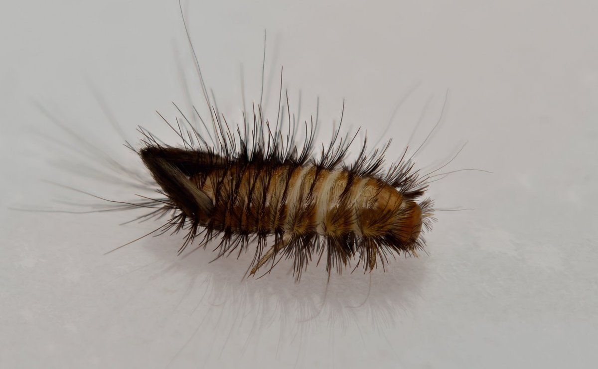 Домашний Жук кожеед