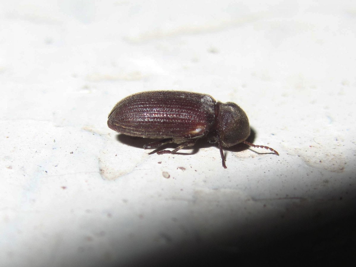 Маленькие насекомые