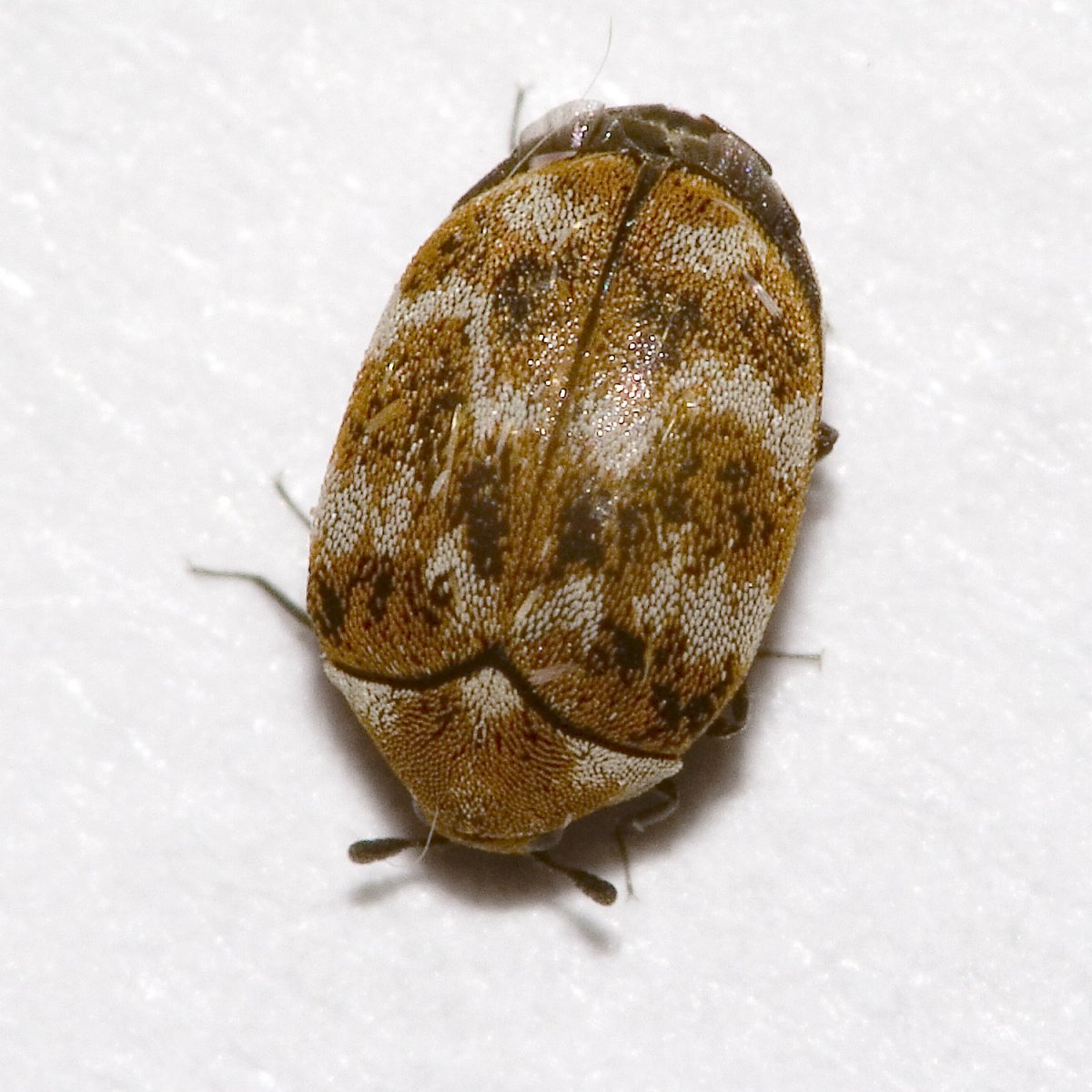 Ковровый Жук кожеед личинка