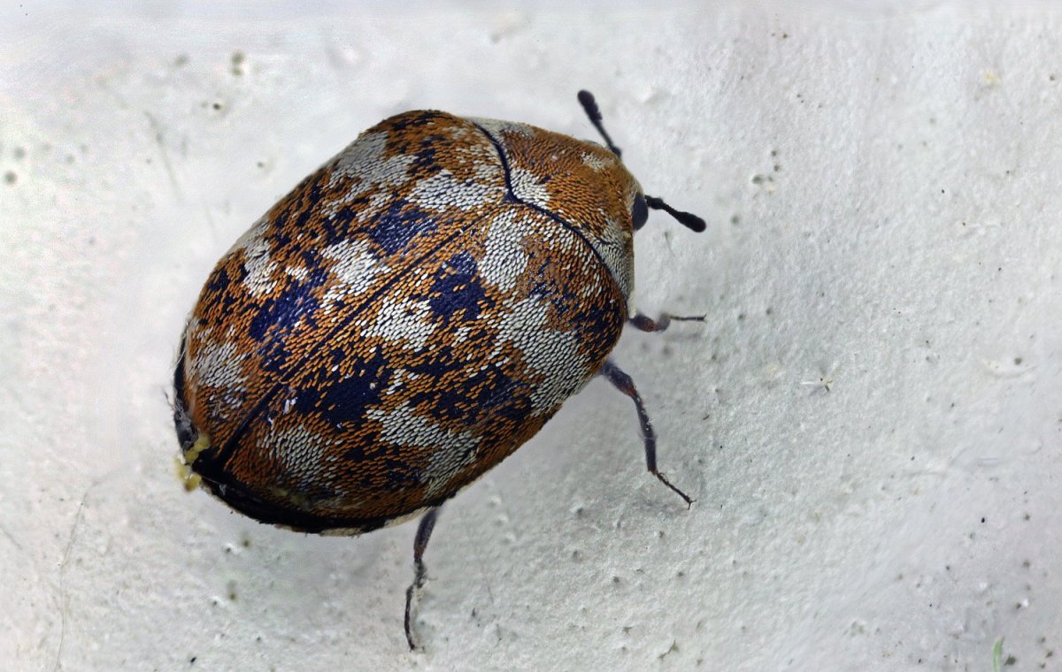 Кожеед белый