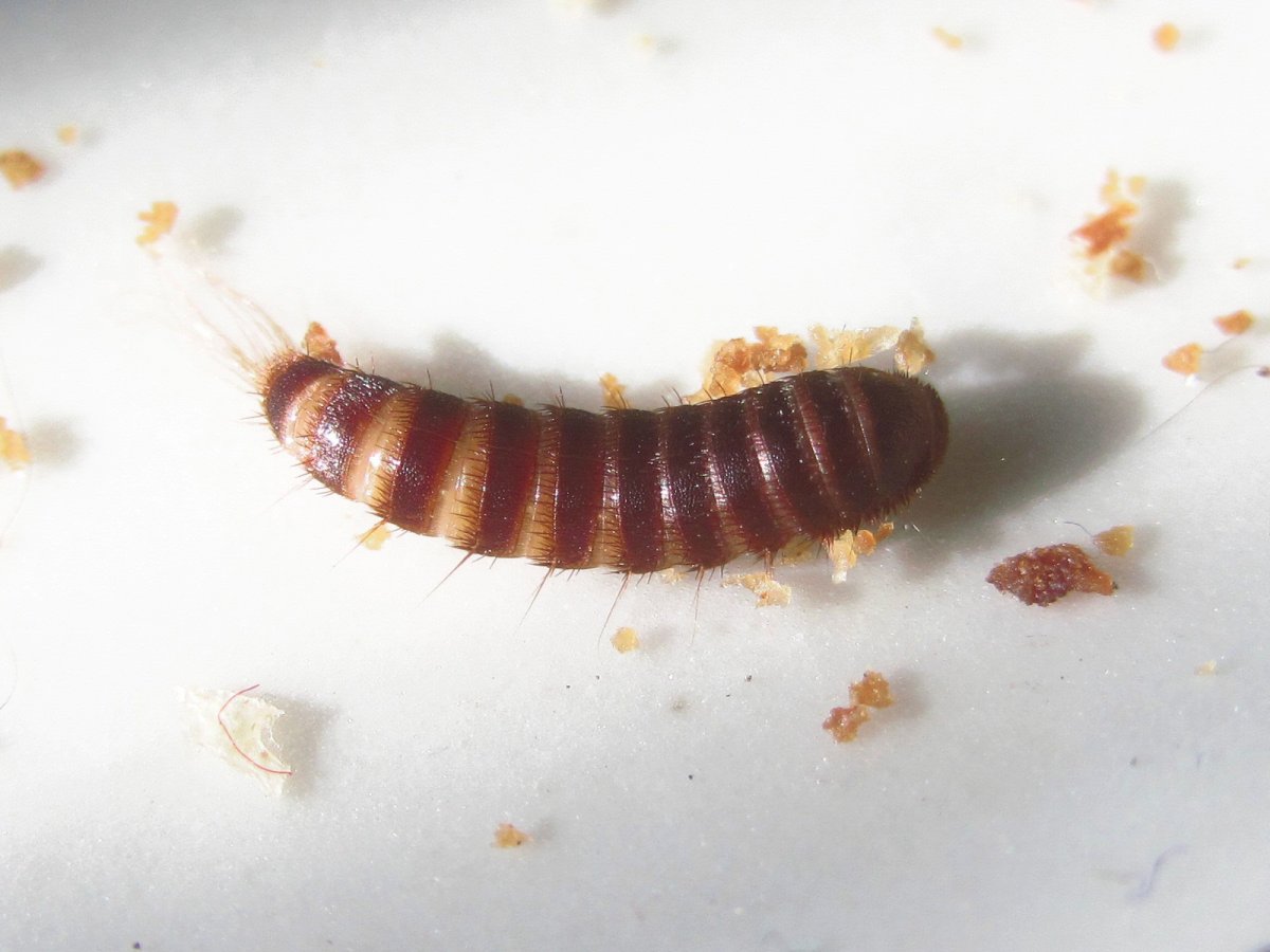 Ковровый Жук кожеед