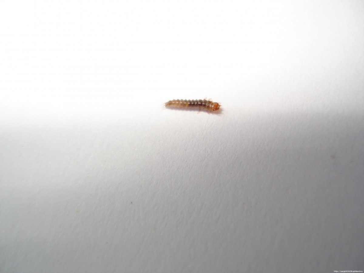 Жуки точильщики кожееды