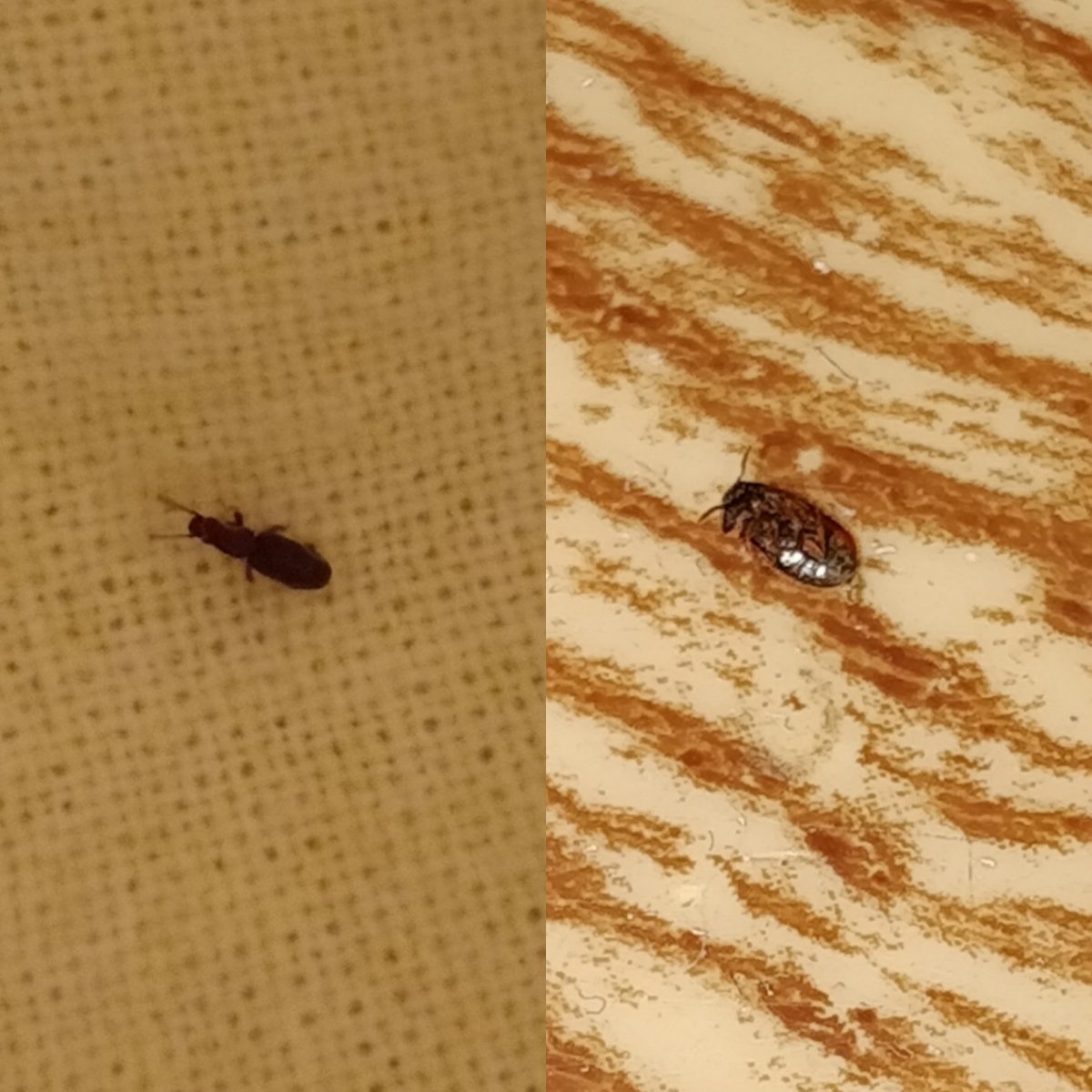 Ковровый Жук кожеед личинка