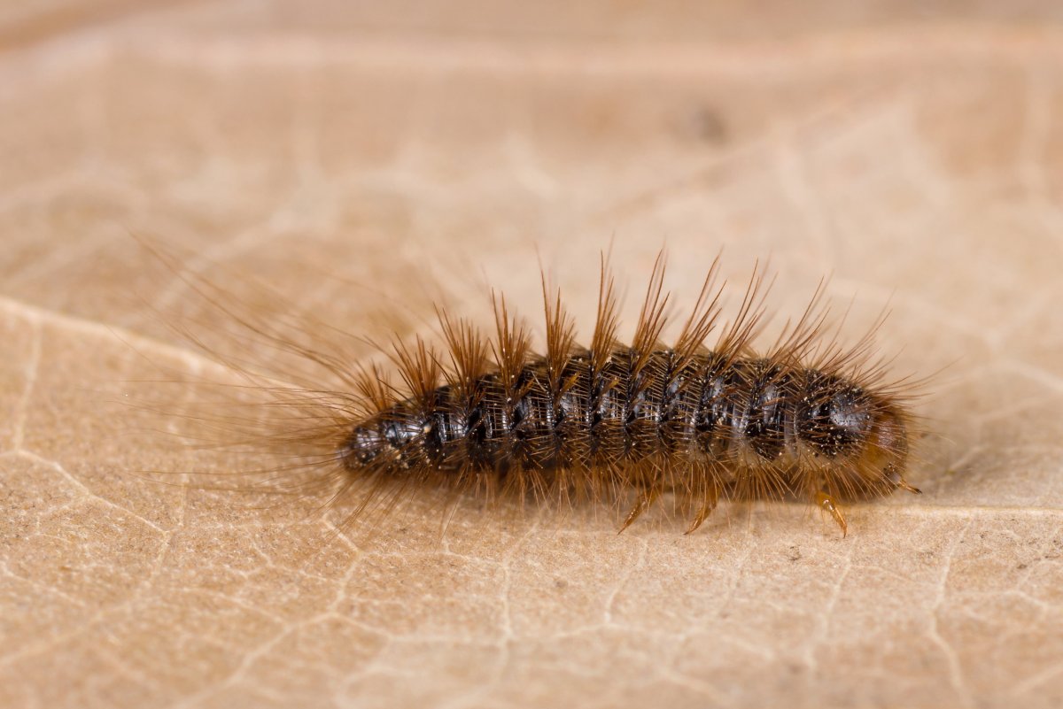 Личинка жука кожееда