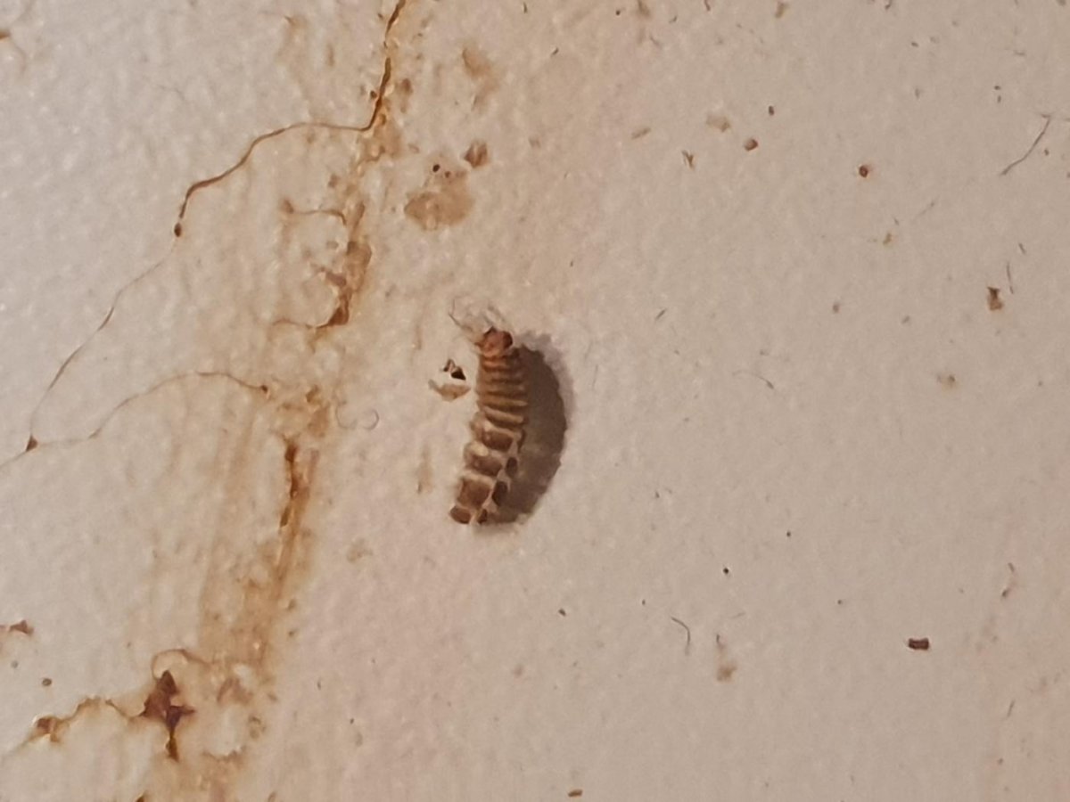 Ковровый Жук кожеед