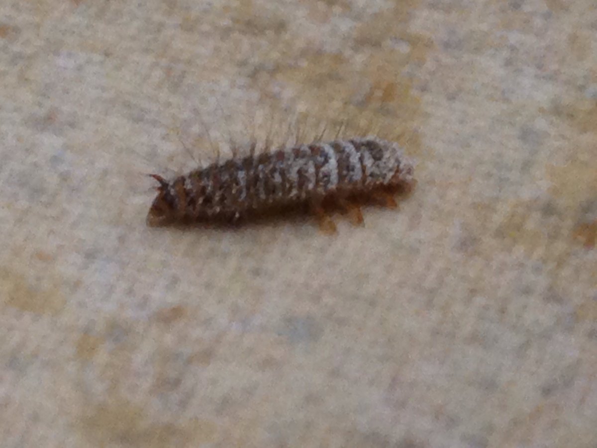 Кожеед меховой