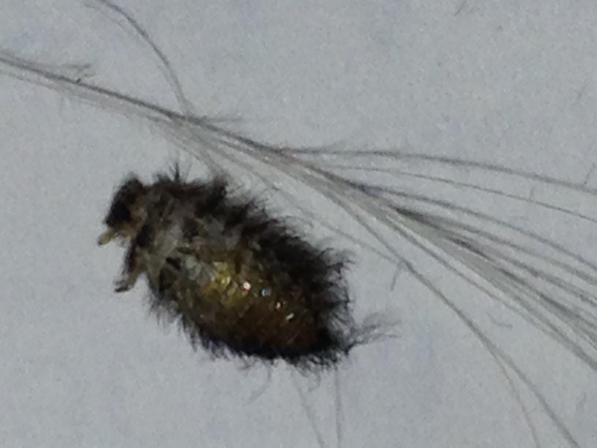 Ковровый Жук кожеед личинка