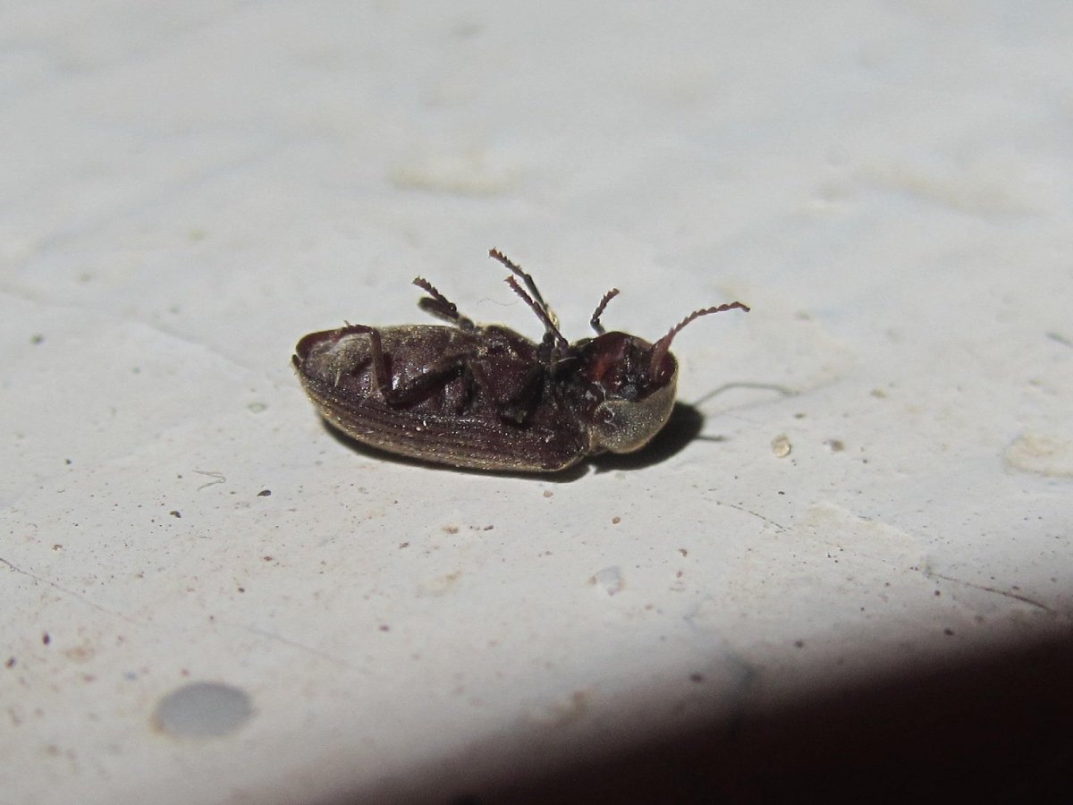 Жучки кожееды личинки