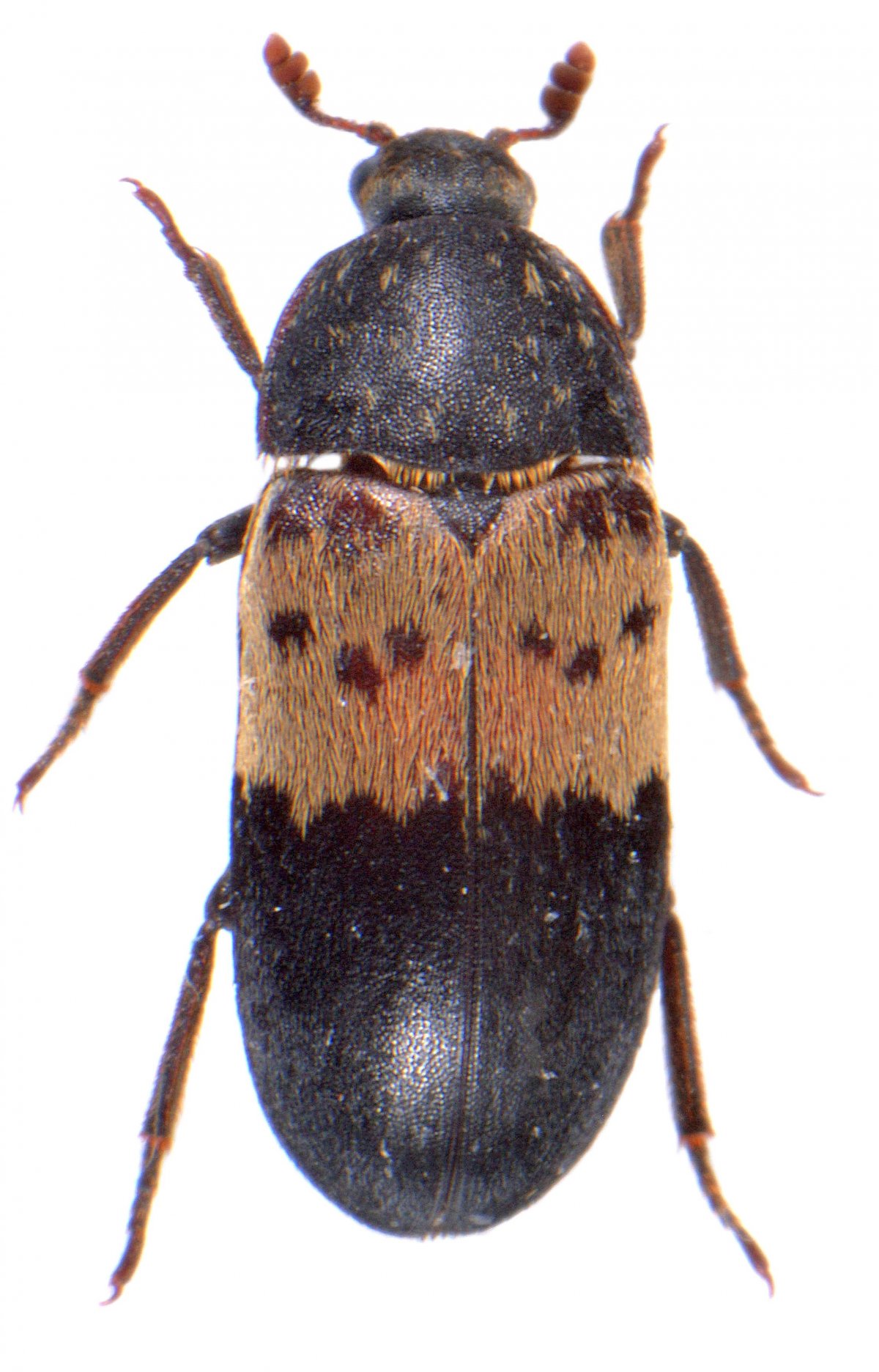 Жуки точильщики кожееды