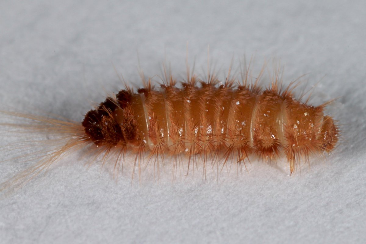 Anthrenus scrophulariae