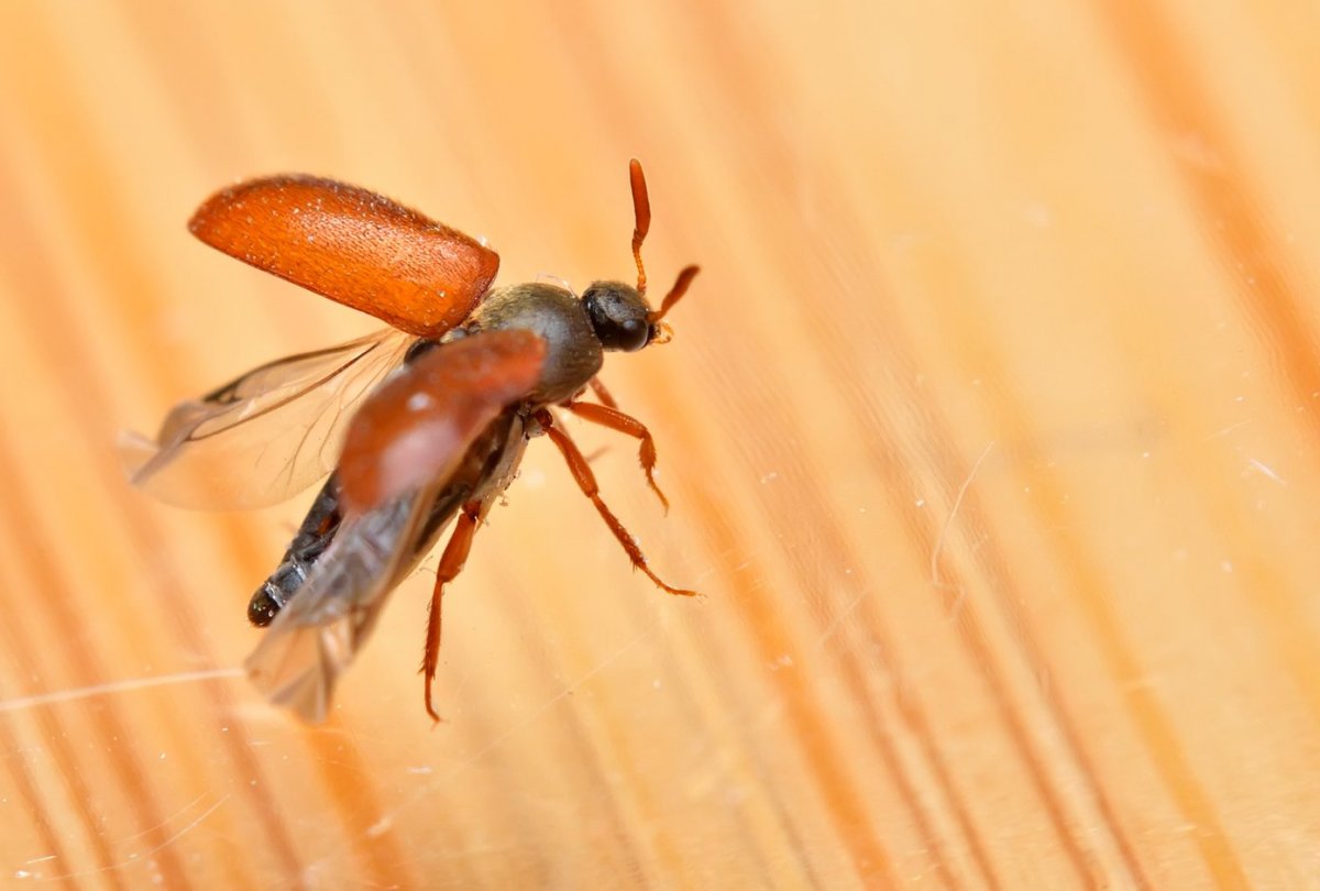 Постельный клоп кровососущий