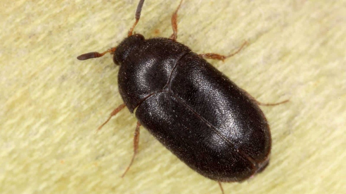 Гусеница кожееда