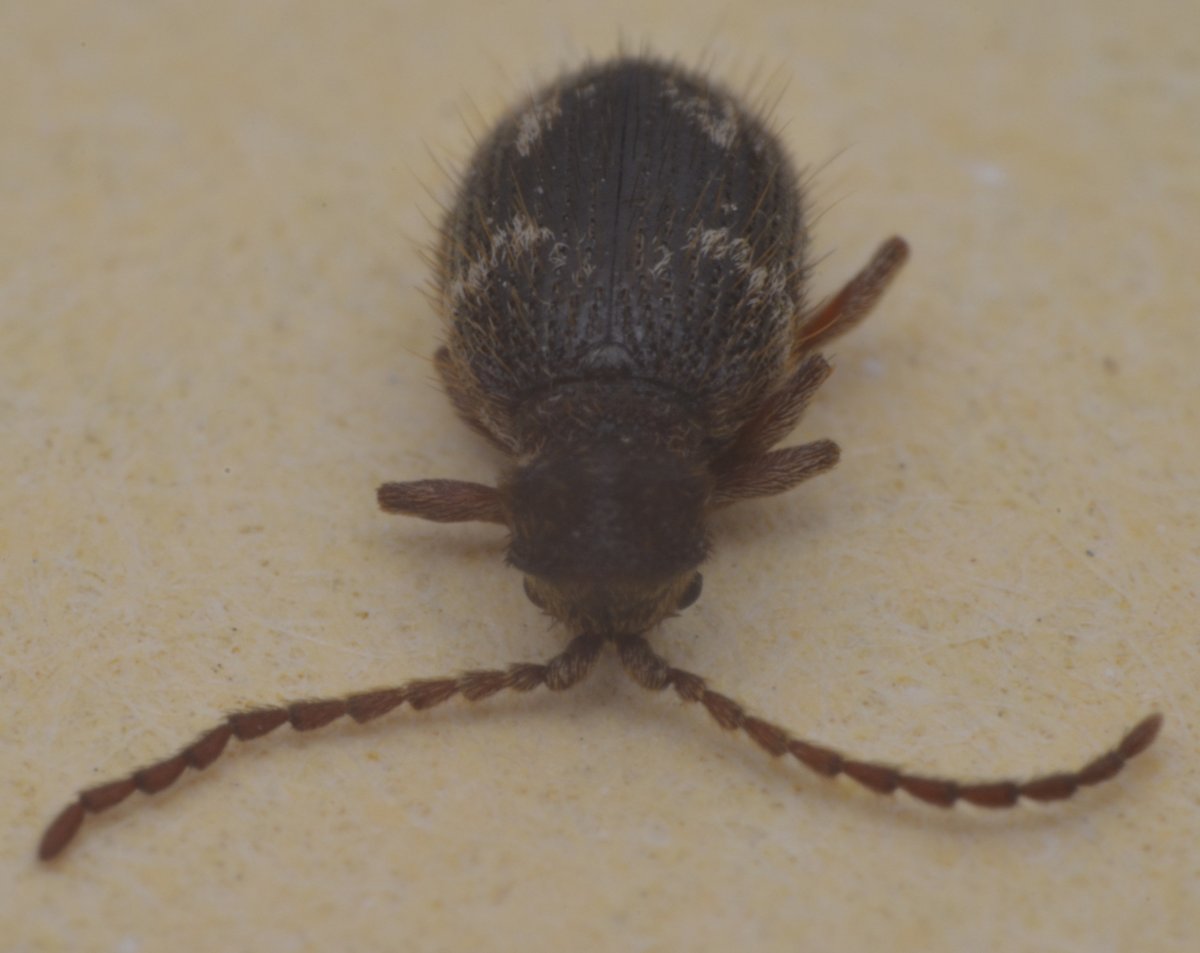 Ковровый Жук кожеед