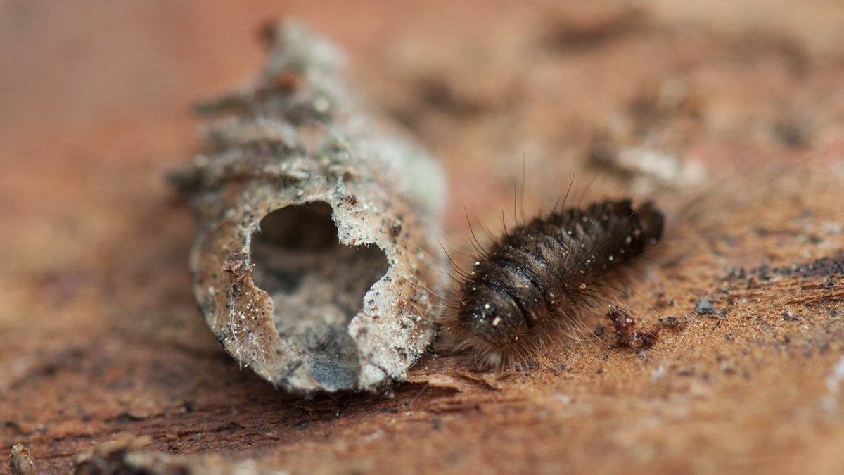 Ковровый кожеед личинки